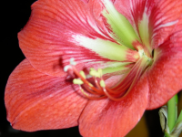 hippeastrum_th.png