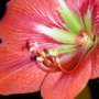 hippeastrum_th.png